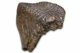 Fantastic, Fossil Woolly Mammoth Upper M Molar - Poland #337197-6